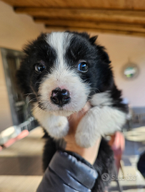 Cucciolo di Border Collie