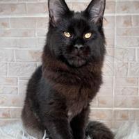 Maine Coon gattini più belli del Mondo ?