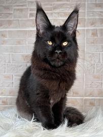 Maine Coon gattini più belli del Mondo ?