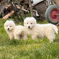 Cuccioli di maremmano