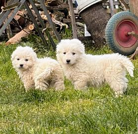 Cuccioli di maremmano