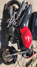 Ducati monster