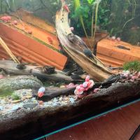 Vendita di Ancistrus ibridi