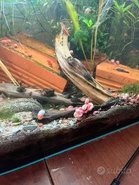 Vendita di Ancistrus ibridi