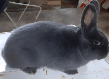 Conigli BLU DI VIENNA in assoluta purezza