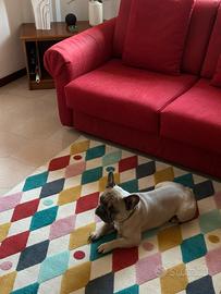 Bulldog francese