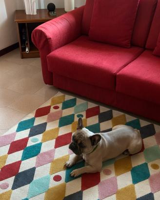 Bulldog francese