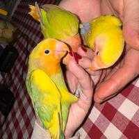 Inseparabili allevate a mano