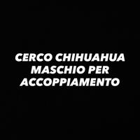 Disponibile chihuahua femmina per accoppiamento