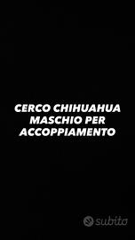 Disponibile chihuahua femmina per accoppiamento