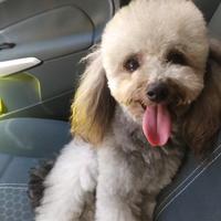 Barboncino toy boy disponibile per accoppiamento