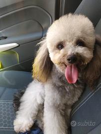 Barboncino toy boy disponibile per accoppiamento