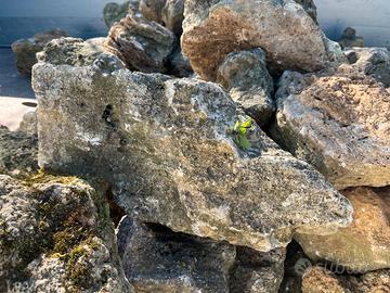 Pietre naturali rustiche per giardino / mure