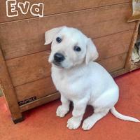 Cucciole in adozione