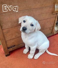 Cucciole in adozione