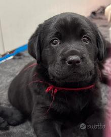 Cuccioli di labrador