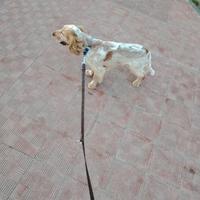 Cucciolone di Cocker Spaniel