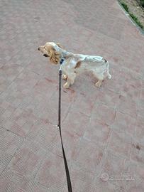 Cucciolone di Cocker Spaniel