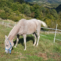 Cavallo da passeggiata