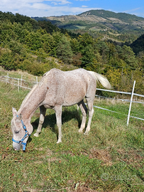 Cavallo da passeggiata