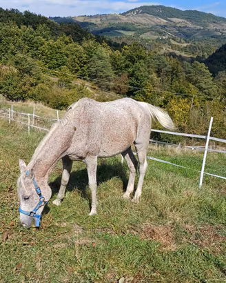 Cavallo da passeggiata
