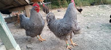 Gallo