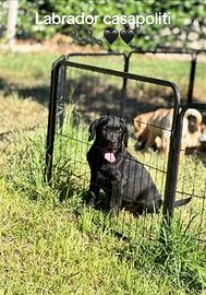 Labrador pedigree