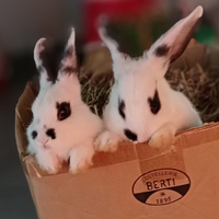 Splendidi conigli addomesticati