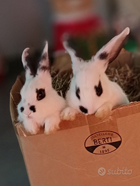 Splendidi conigli addomesticati