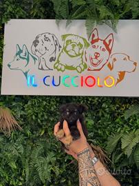 Chihuahua maschi e femmine