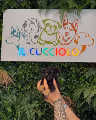 Chihuahua maschi e femmine