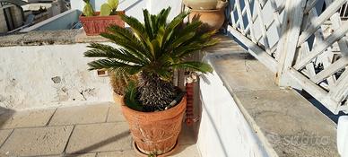 CYCAS REVOLUTA