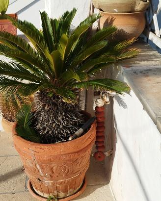 CYCAS REVOLUTA