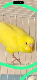Cocorite con una gabbia