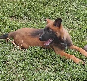 Pastore Belga Malinois