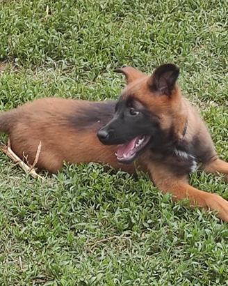 Pastore Belga Malinois