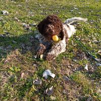 Lagotto Romagnolo