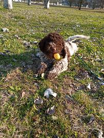 Lagotto Romagnolo