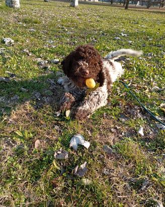 Lagotto Romagnolo