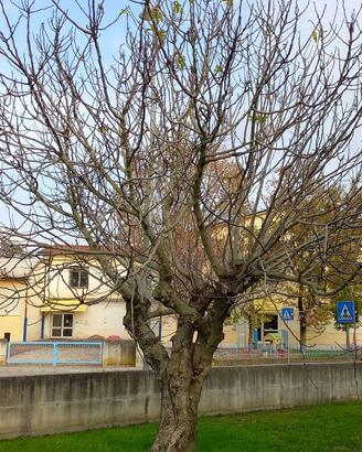 legna