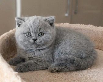 BRITISH SHORTHAIR CUCCIOLI BLU disponibili