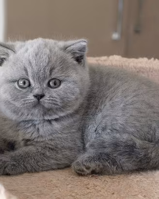 BRITISH SHORTHAIR CUCCIOLI BLU disponibili