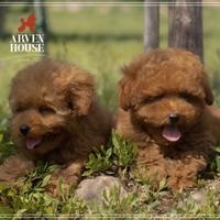 DISPONIBILI MASCHI E FEMMINE Barnoncino toy