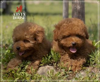 DISPONIBILI MASCHI E FEMMINE Barnoncino toy