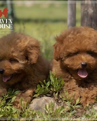 DISPONIBILI MASCHI E FEMMINE Barnoncino toy