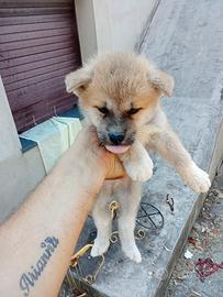 Akita inu