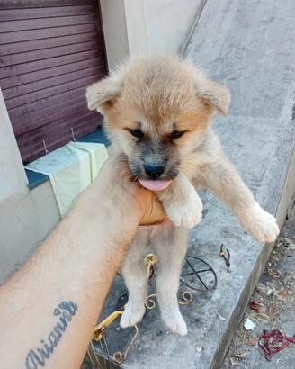 Akita inu