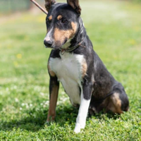 Bull terrier in adozione
