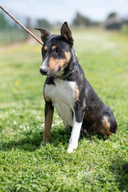 Bull terrier in adozione
