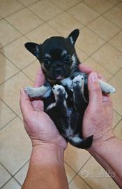 Chihuahua con Pedigree ENCI TOY